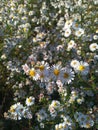 AsterÃÂ species are used as food plants